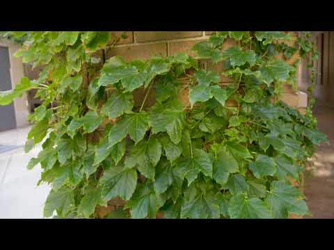 Parthenocissus tricuspidata  - Boston Ivy
