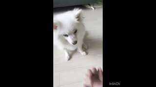 Video preview image #1 Pomeranian Puppy For Sale in Seattle, WA, USA