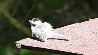 ヤマガラの日光浴