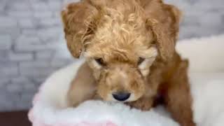 トイプードルの動画01