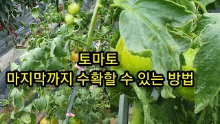토마토 마지막까지 수확할 수 있는 방법