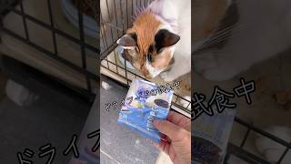 ドライフードの試食中