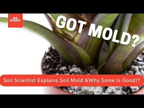 image-Does mold affect plant growth?