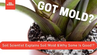 HOW TO STOP MOLDY SOIL? MOLDY SOIL ISN’T A BAD THING. THE SCIENCE OF MOLDY SOIL, FIXES & PREVENTION