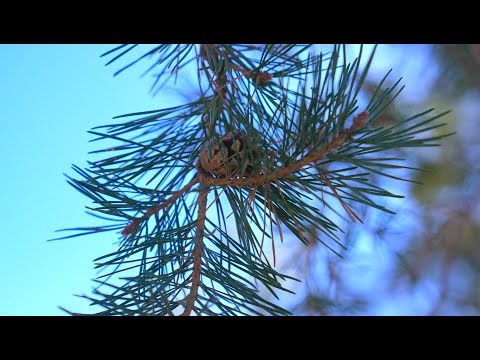 Fresh Air - Daily Routines: Awareness vs. Access