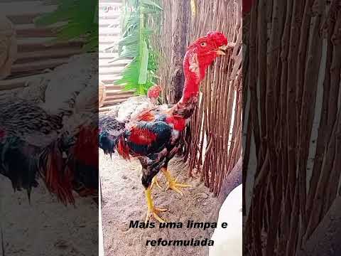 Criatorio ig tio San Pindoretama Ceará limpando as baias #indiogigante #polacogigante #galinha