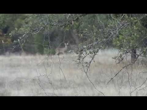 Hunter's 8 Point Buck @ Sisco D Ranch Hunter's 8 Point Buck @ Sisco D Ranch