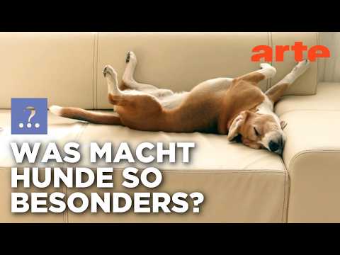 Video Thumbnail: Wann wurde der Hund zum Freund? | Stimmt es, dass ...? | ARTE
