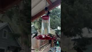 Download lagu Suara burung kolibri berceloteh mp3