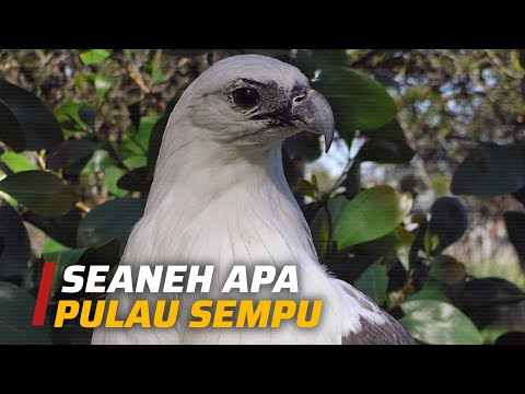 A Treasure Trove of Endemic Species: Sempu Island! Part 1