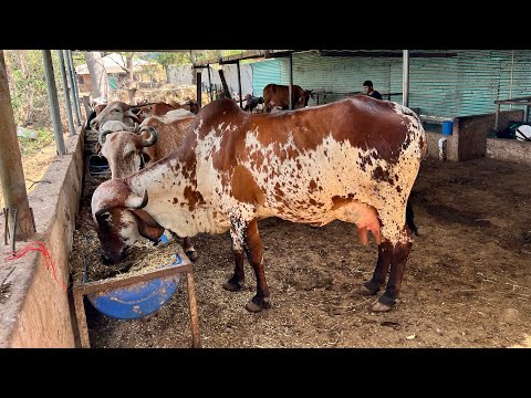 These cows are just a few days away from calving, look at their udders! 😱🐄
