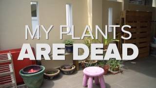MY PLANTS ARE DEAD