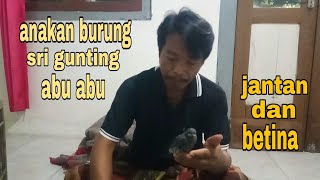 Download lagu CARA MEMBEDAKAN ANAKAN BURUNG SRI GUNTING ABU ABU JANTAN DAN BETINA mp3
