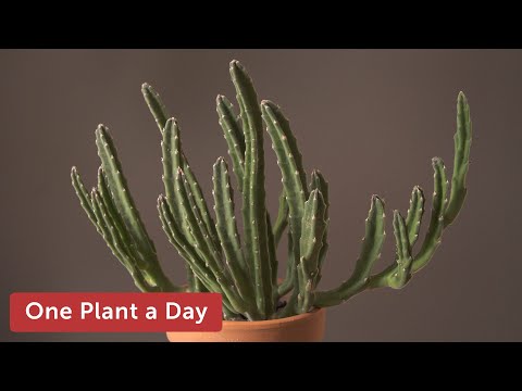 image-How do you get a starfish cactus to bloom?