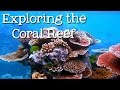 Exploring The Coral Reef Learn About Oceans For Kids FreeSchool