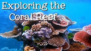 Exploring the Coral Reef: Learn about Oceans for Kids – FreeSchool