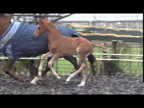 Naughty Secret A.S.(colt by Secret x Fidermark).5 weeks young...