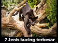 7 Jenis Kucing Terbesar