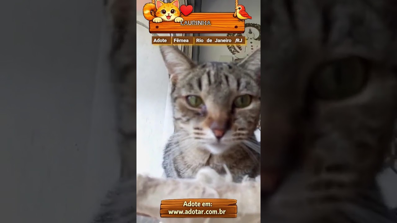 Gato raça SRD-ViraLata idade 2 anos nome LAURINHA
