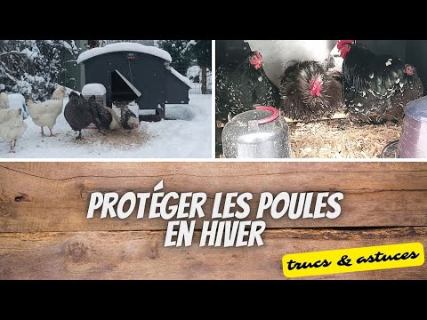 , title : '🐔 Protéger les poules en hiver (neige, gel, etc.)'