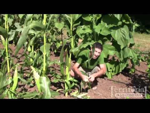 Corn Harvesting video from Territorial Seed Company