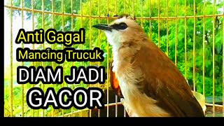 Download lagu Suara burung trucukan gacor memanggil lawab nya, pancingan trucuk betina memanggil jantan gar bunyi mp3