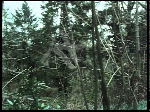 Dylan Thomas - Fern Hill