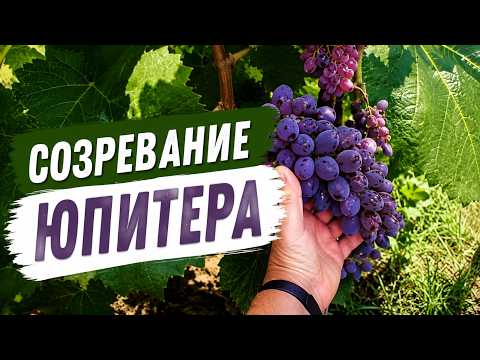фото продажа винограда с куста 0