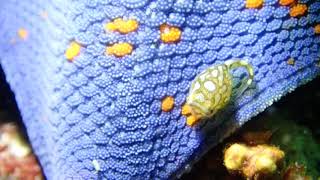 クラブキッズ(CLUB KID'S)