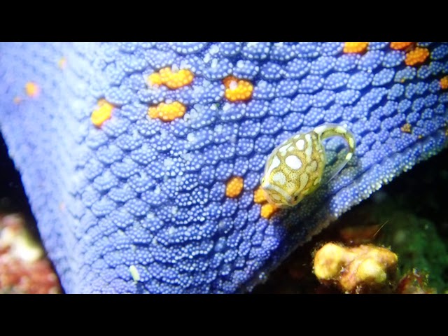 クラブキッズ(CLUB KID'S)