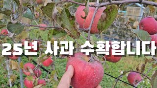 사과 수확합니다. 고라니가 다 망치기 전에.
