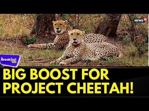 India's Cheetah Comeback Gathers Pace As 8 More Expected ...