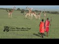 Zebra Plains Mara Camp Bush Walks African Safari Experience