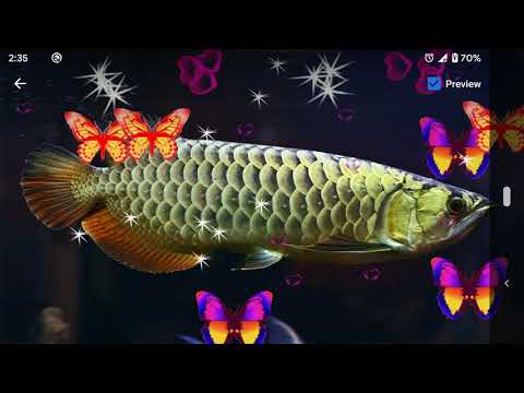 Arowana Live Wallpaper Video
