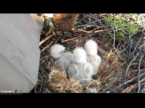 Three Hungry Hawk Chicks Have Chipmunk For Breakfast – May 1, 2018