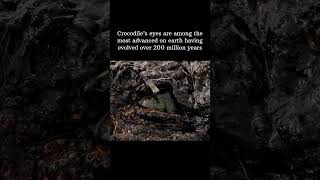 Download lagu Crocodile eyes has evolved for over 200 million years! #facts #crocodile #animals #animalshorts mp3 Download lagu Crocodile eyes has evolved for over 200 million years! #facts #crocodile #animals #animalshorts mp3