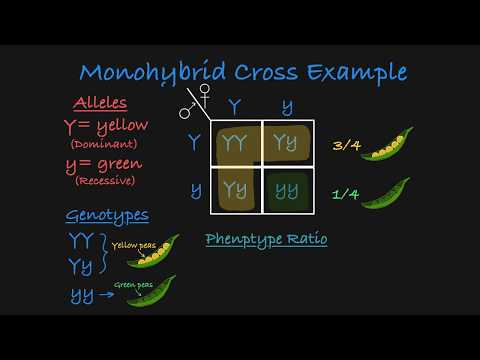 Monohybrid Cross Explained