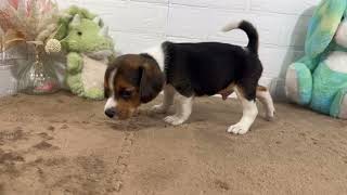 ビーグルの動画01