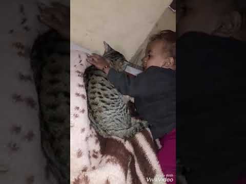 Mahendra panwar  playing with cat