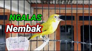 Download lagu The Most Accurate Pleci Bait mp3