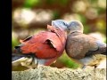 Gene- Does he have a name..... Tribute to Birds