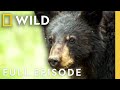 Black Bear Invasion Full Episode America The Wild Nat Geo Animals
