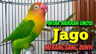 Download lagu Lovebird Gacor Ngekek Panjang, Suaranya Pintar Naikkan EMOSI, Jago Merangsang BUNYI mp3