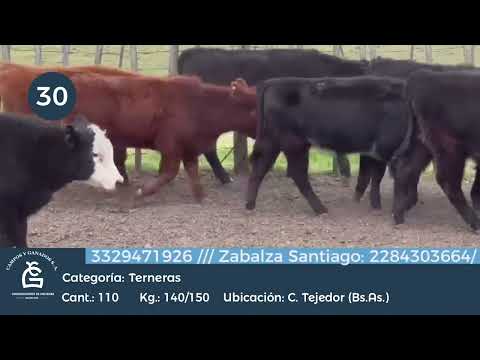 Lote Hembras - Lincoln Bs As