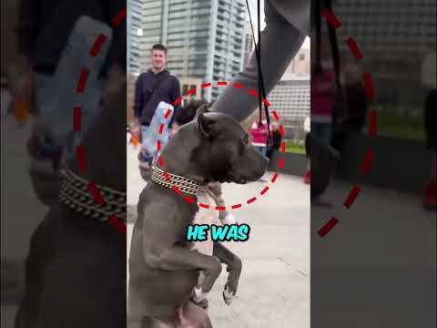 Golpeó al Perro… Pero Lo Que Pasó Después Sorprendió a Todos 😳🐶 #shorts #viralvideo #trending