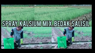 Download lagu ENOUGH CALCIUM AND SALICYL POWDER TO PROTECT ONION PLANTS FROM FUNGAL ATTACKS mp3