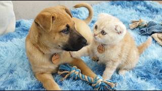 Este Gatinho Acha que o Filhote É Seu Verdadeiro Irmão