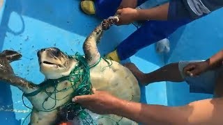 videos de risa Salva a la tortuga