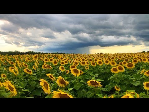 Sunflower Field TimeLapse