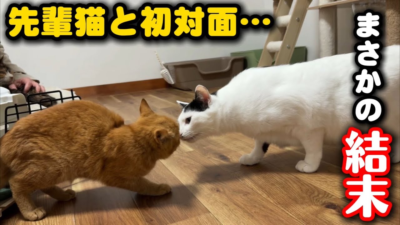 保護して2日の子猫を先輩猫に預けてみたら…